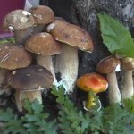tesserino-raccolta-funghi